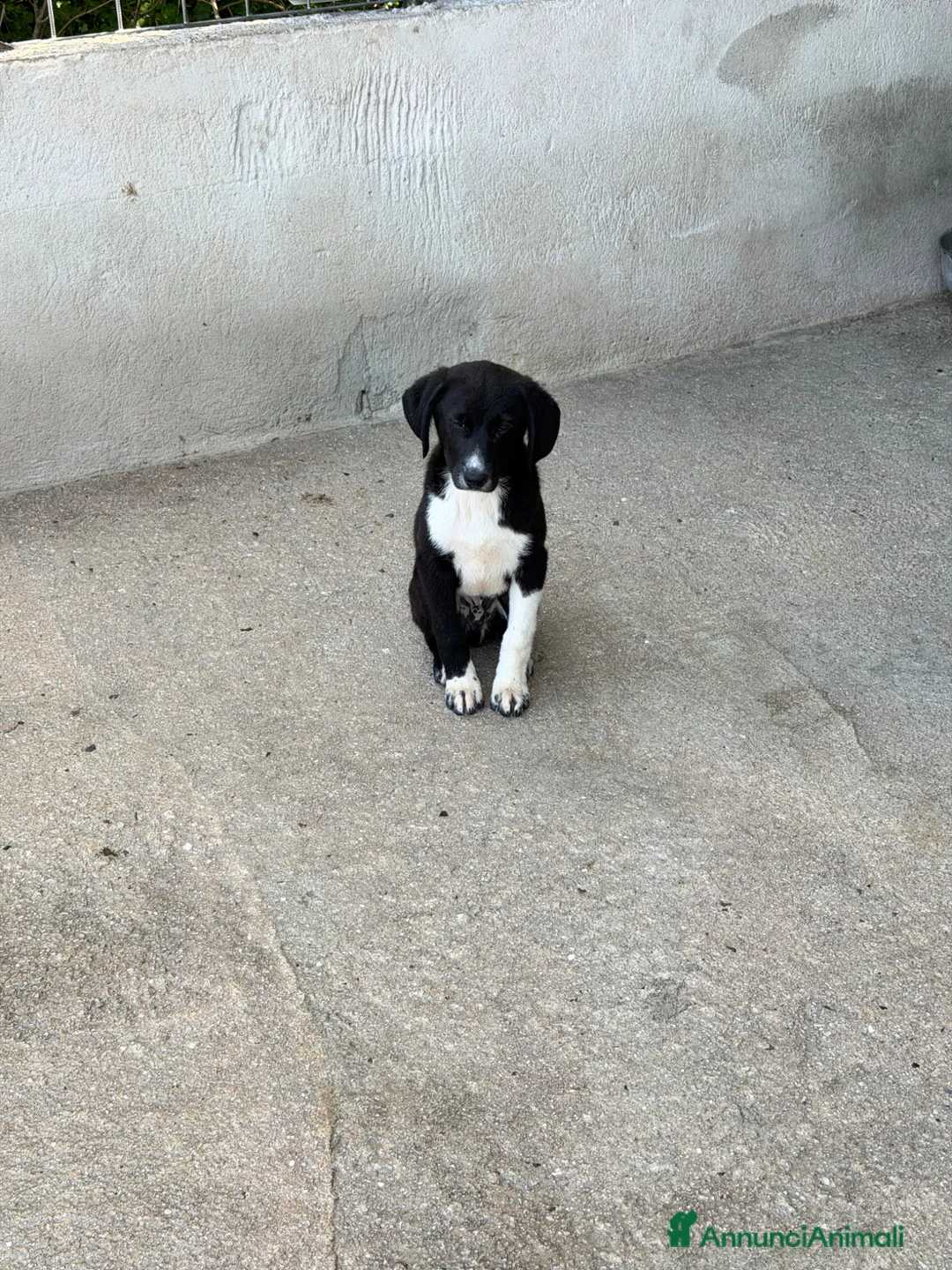 Meticcio cani in regalo: Oli 3 mesi a Provincia di Verona - Annuncio 1