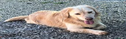 Meticcio cani in regalo: OSCAR, simil Golden, zampette corte  - Annuncio 10