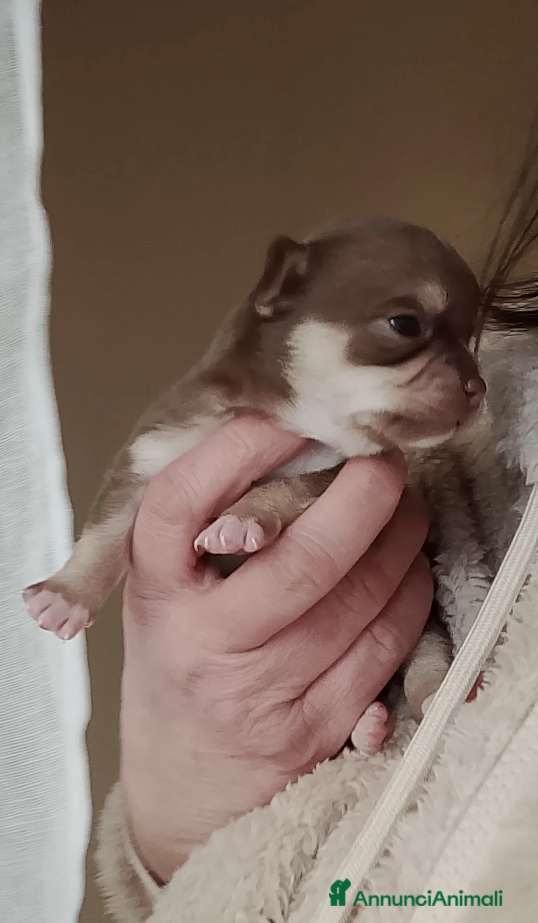 Chihuahua cani in vendita: Chihuahua pedigree ENCI  - Annuncio 16