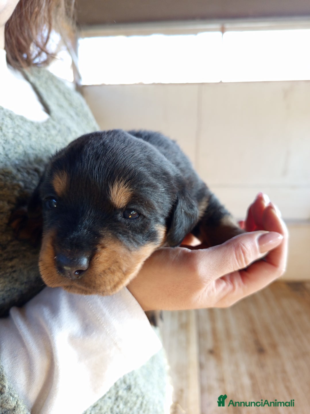 Rottweiler cani in vendita: Cuccioli rottweiler  - Annuncio 10