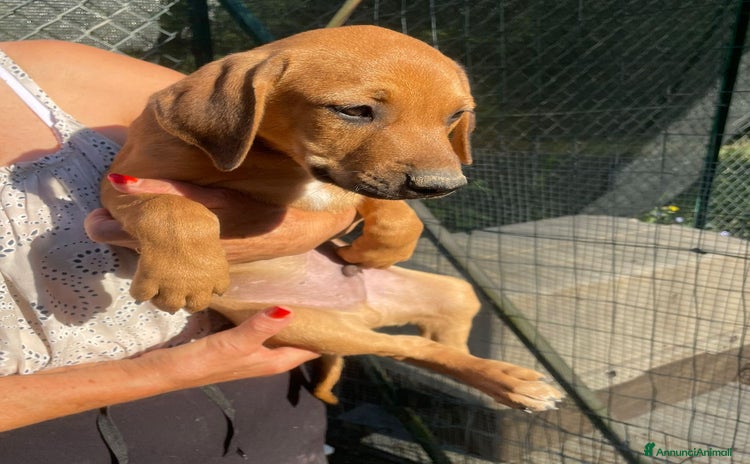 Meticcio cani a Provincia di Massa e Carrara - Annuncio 13