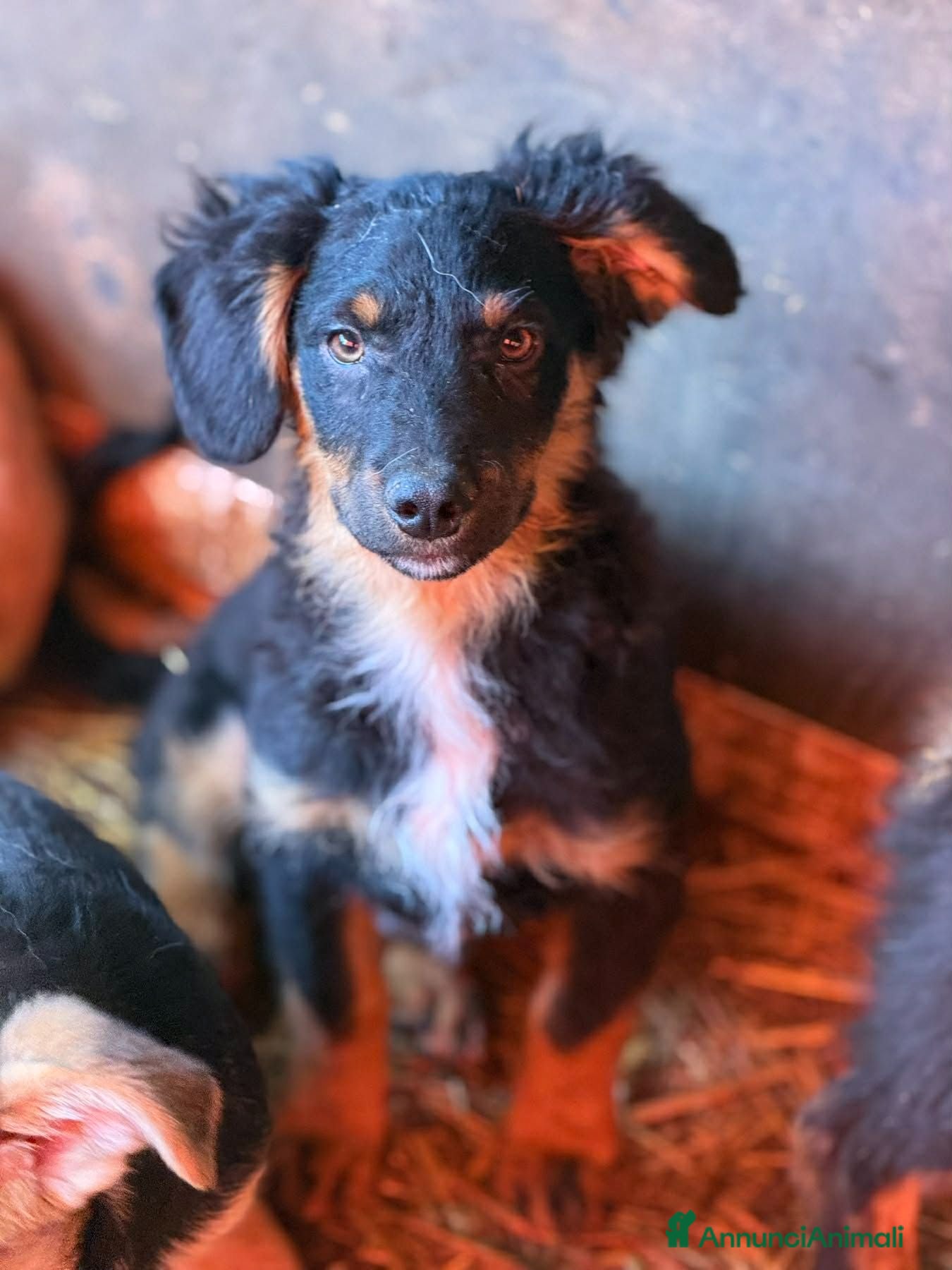 Meticcio cani ZAYN & ZOYA, splendidi cuccioli dolcissimi! - Annuncio 1