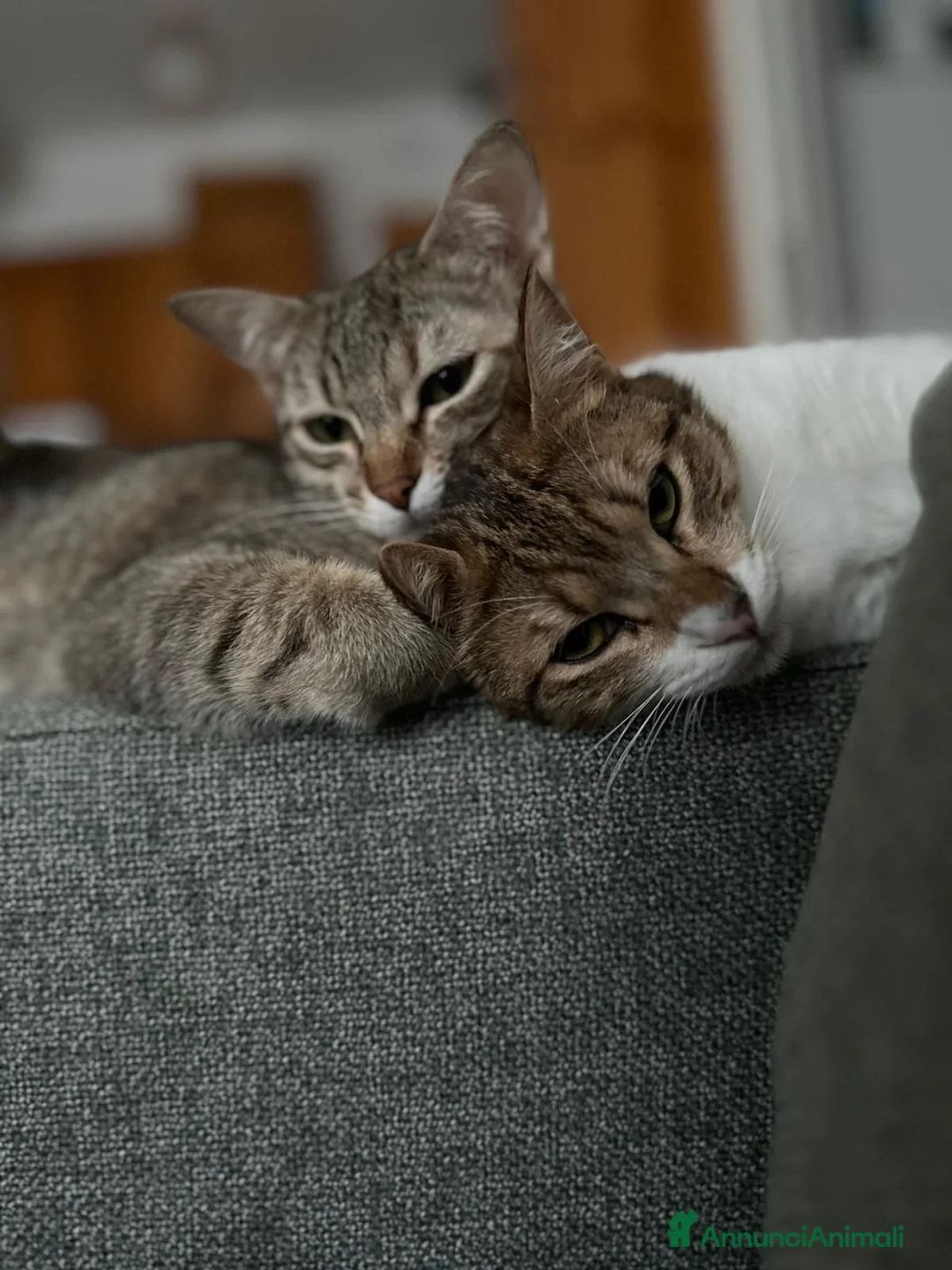 Altre razze gatti in regalo: GATTINE DATE VIA DALLA LORO FAMIGLIA  a Provincia di Pistoia - Annuncio 2
