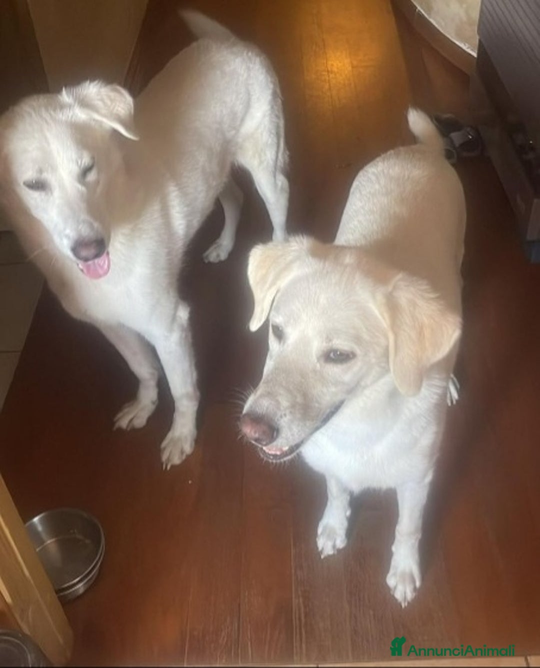 Meticcio cani in regalo: 2fratelli mix Labrador 6anni ok gatti TISCANA SOS  - Annuncio 1