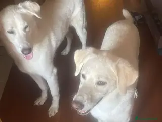 Meticcio cani 2fratelli mix Labrador 6anni ok gatti TISCANA SOS - Annuncio 5