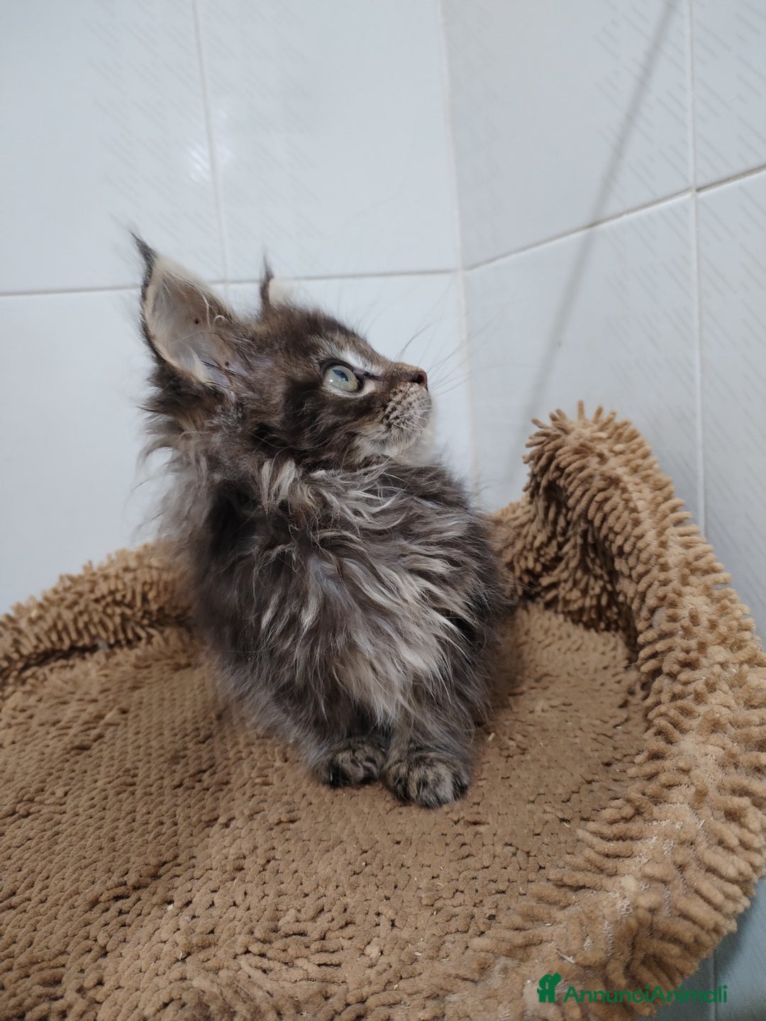 Maine Coon gatti in vendita: Maine coon  - Annuncio 4
