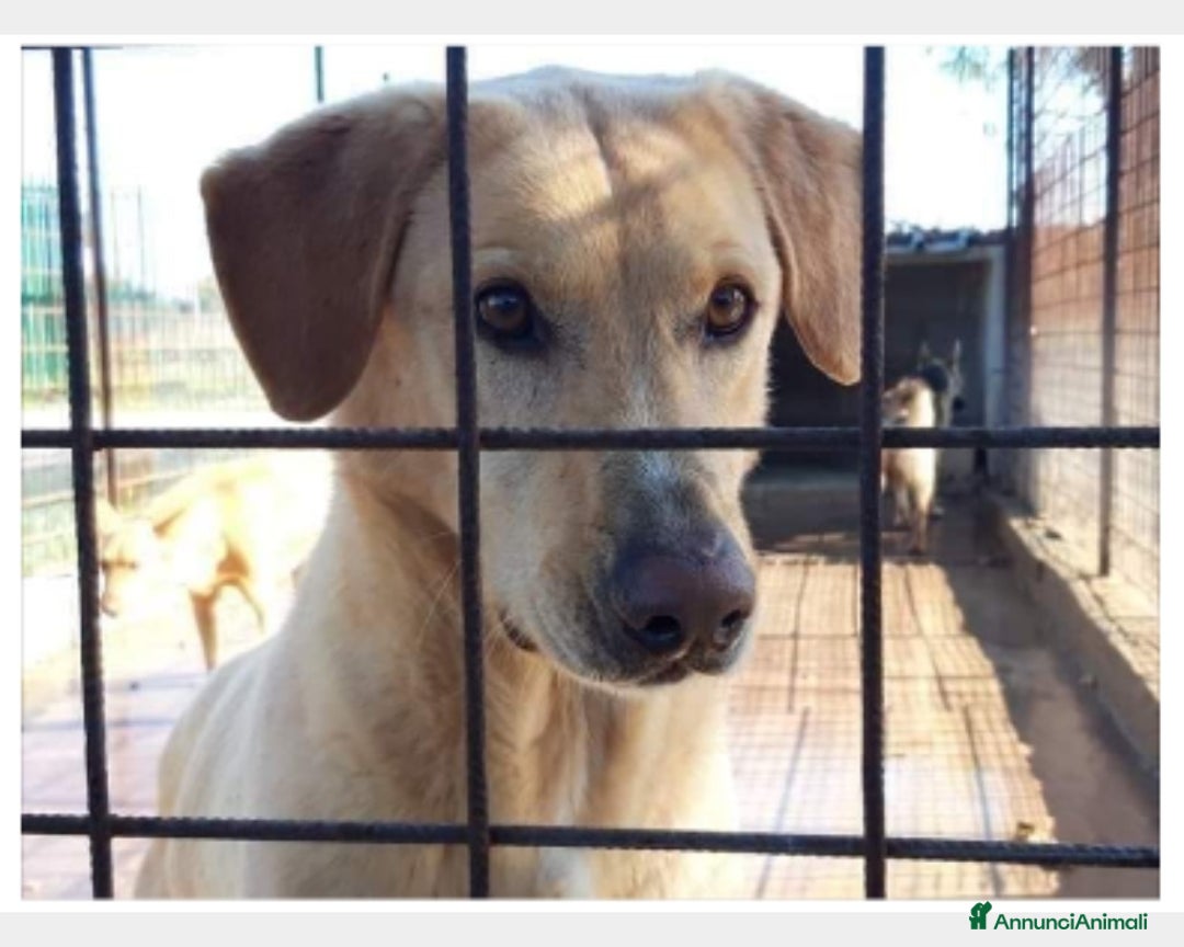 Meticcio cani in regalo: Jack portato in canile dal padrone 5ANNI FA!SICILI a Milano - Annuncio 1