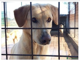 Meticcio cani Jack portato in canile dal padrone 5ANNI FA!SICILI a Milano - Annuncio 34