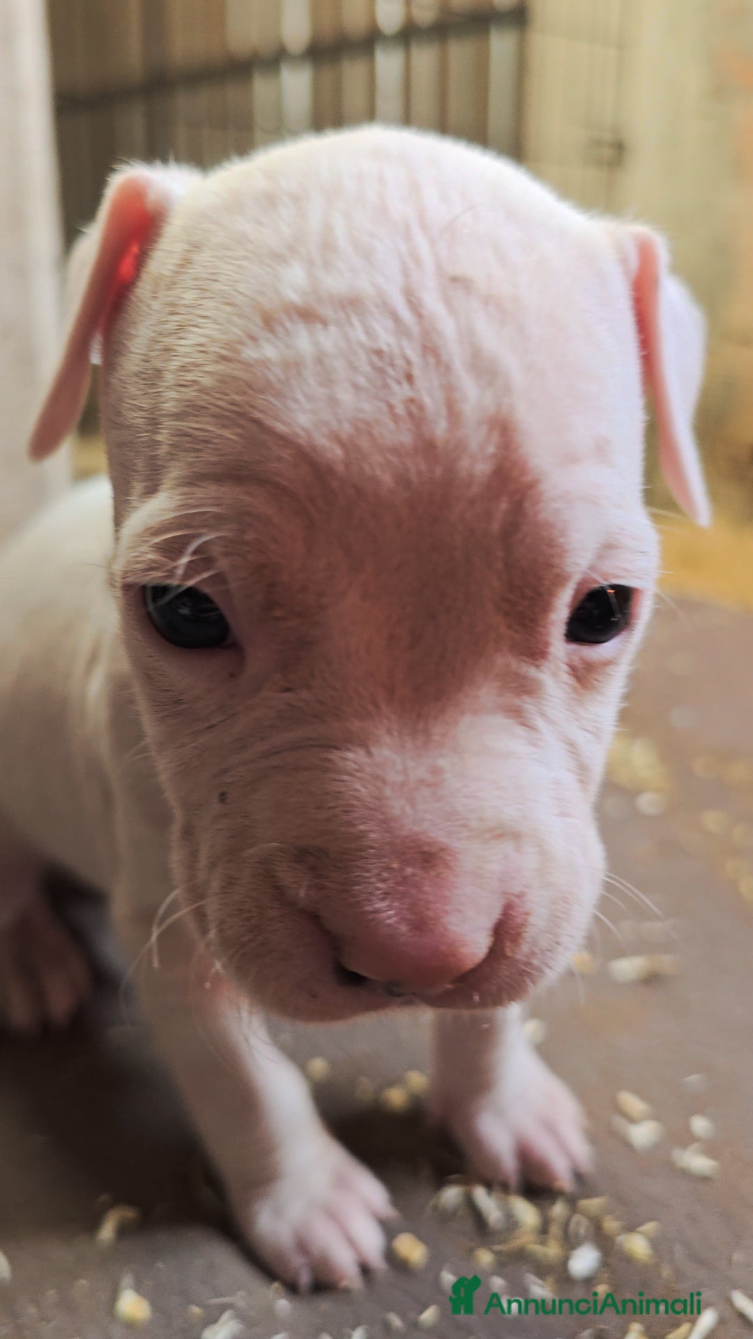 American Staffordshire cani in vendita: Cuccioli Amstaff  - Annuncio 14