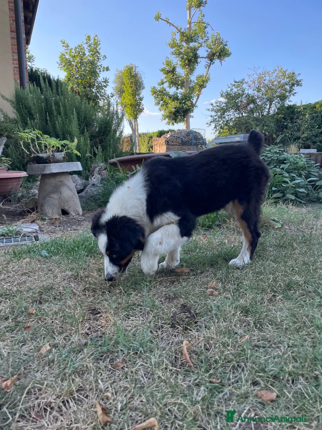 Australian Shepherd cani in vendita: Pastore australiano  a Provincia di Cuneo - Immagine 2