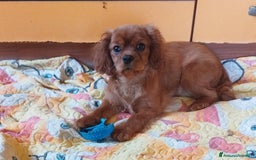Cavalier King cani in vendita: Cavalier king a Provincia di Mantova - Immagine 3