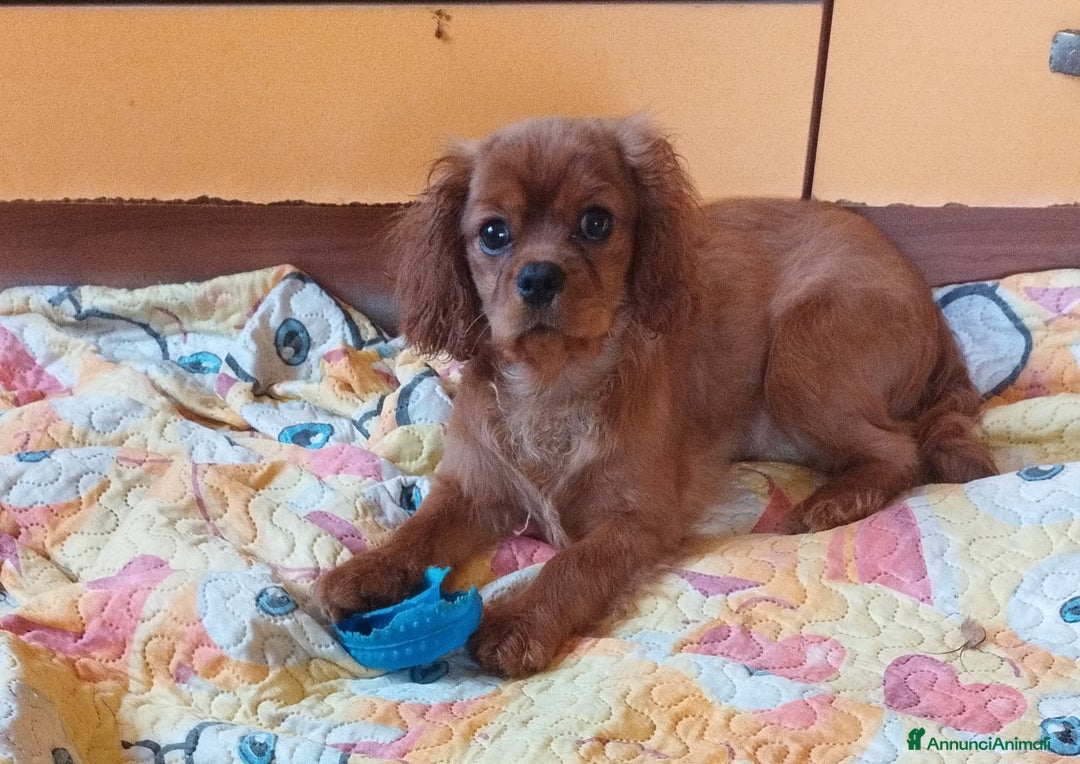Cavalier King cani in vendita: Cavalier king a Provincia di Mantova - Immagine 3