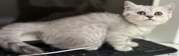 British gatti in vendita: Scottish fold straight  - Annuncio 1