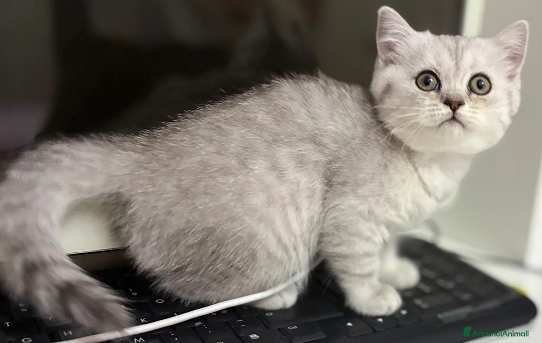 British gatti in vendita: Scottish fold straight  - Annuncio 1