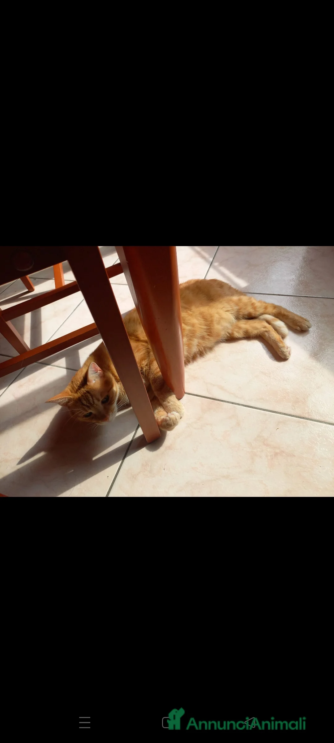 Europeo gatti in regalo: Holliver Gatto Europeo arancione, 10 anni - Annuncio 3