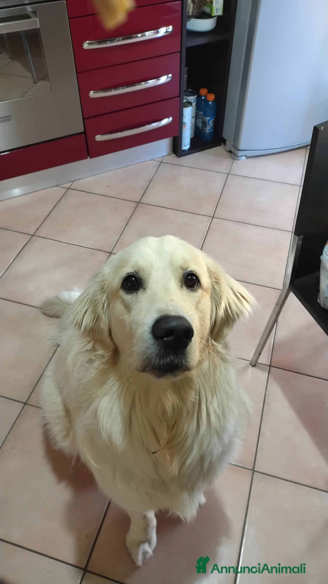 Golden Retriever cani per accoppiamento: Accoppiamento  - Annuncio 2