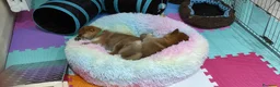 Shiba Inu cani in vendita: Cuccioli di Shiba Inu a Provincia di Pavia - Annuncio 3