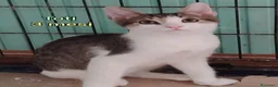 Europeo gatti in regalo: GATTINI BISOGNOSI IN CERCA D'AMORE  a Città Metropolitana di Bologna - Annuncio 3