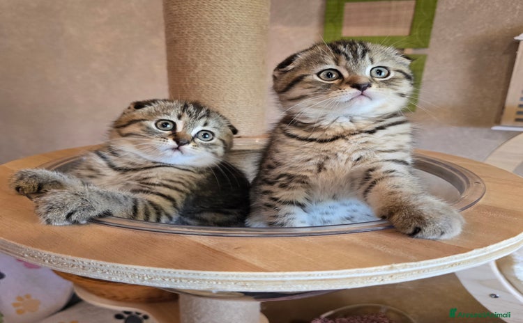 Scottish gatti a Provincia di Vicenza - Annuncio 3