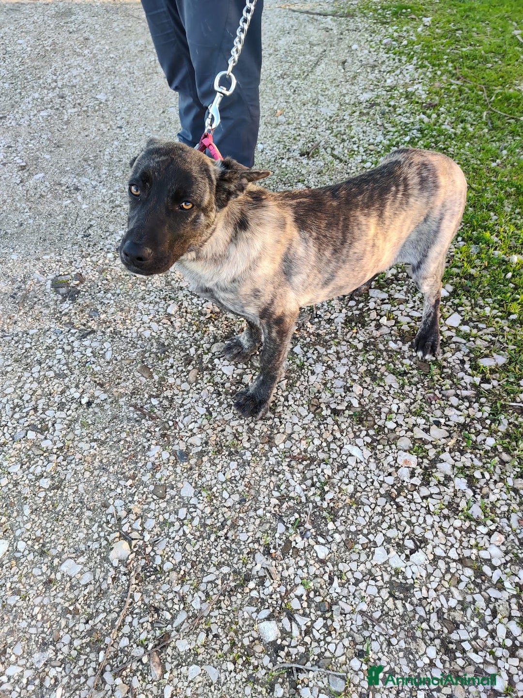 Altre razze cani in regalo: KARL, CHARLOTTE, GENNY E GENNARINO, - Annuncio 5