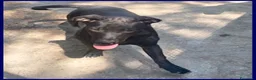 Meticcio cani in regalo: ZEUDI giocherellona e solare a Provincia di Parma - Annuncio 4