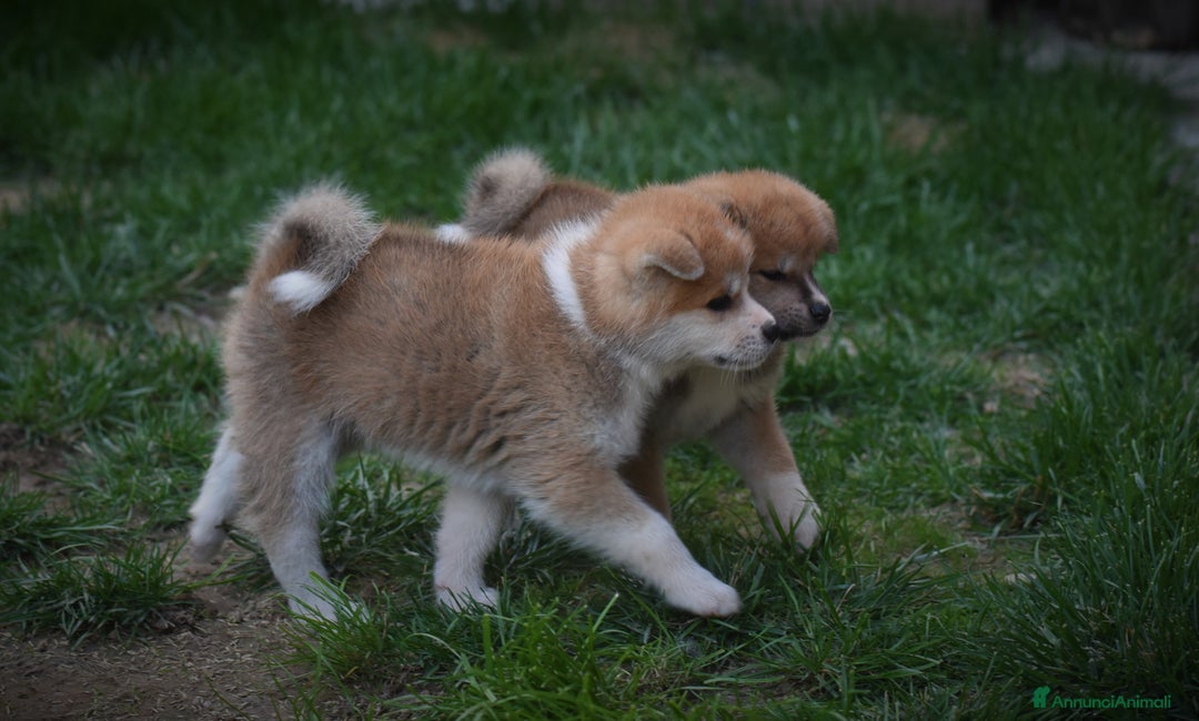 Akita Inu cani in vendita: Prenotazione cuccioli di Akita Inu - Annuncio 3