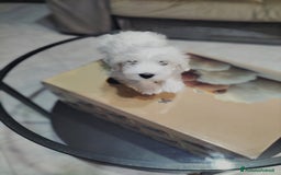 Maltese cani in vendita: Maltese  - Immagine 4