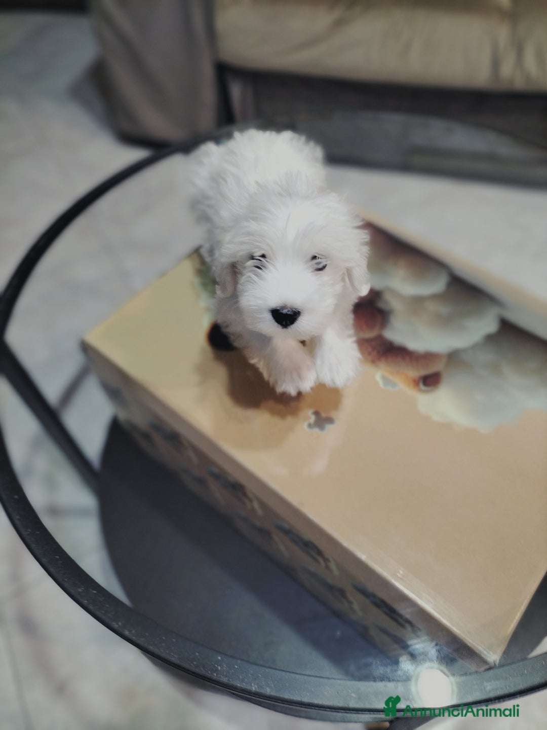 Maltese cani in vendita: Maltese  - Immagine 4