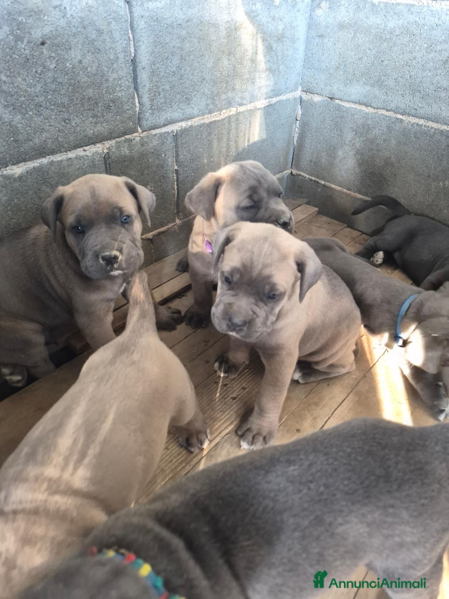 Cane Corso cani Cane corso - Annuncio 5