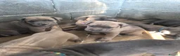 Cane Corso cani in vendita: Cane corso - Annuncio 1