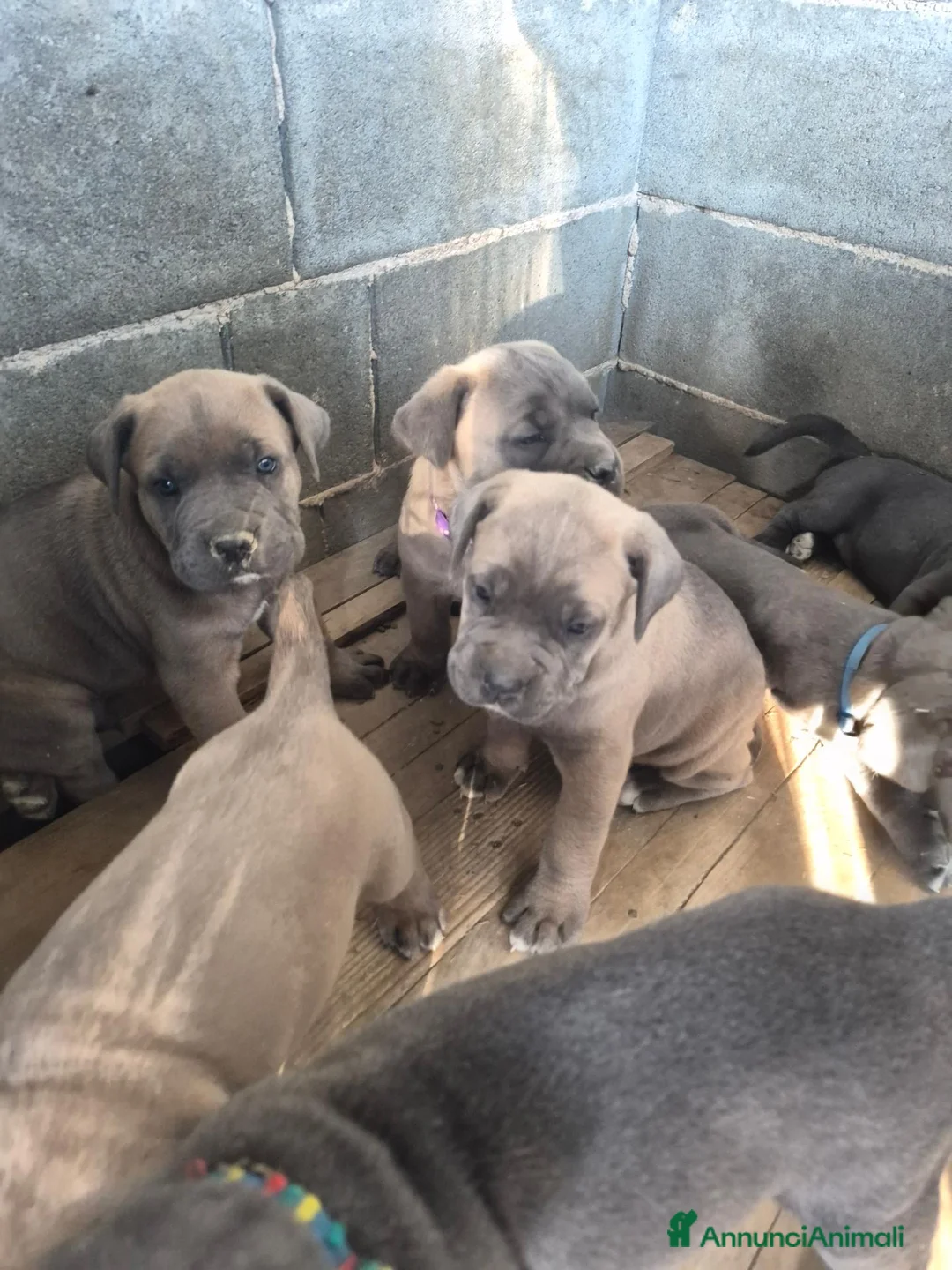 Cane Corso cani in vendita: Cane corso - Annuncio 1