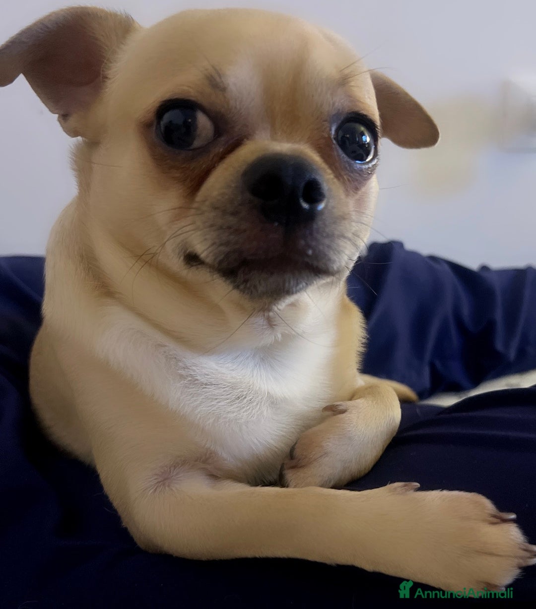 Chihuahua cani in regalo: Chihuahua - Annuncio 3