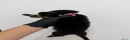Pastore Tedesco cani in vendita: Pastore tedesco pelo lungo  - Annuncio 4