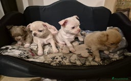 Chihuahua cani in vendita: Chihuahua con pedigree - Immagine 5