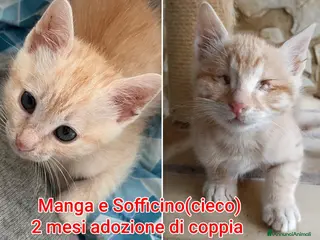 Meticcio gatti TANTI GATTINI ABBANDONATI - Annuncio 2