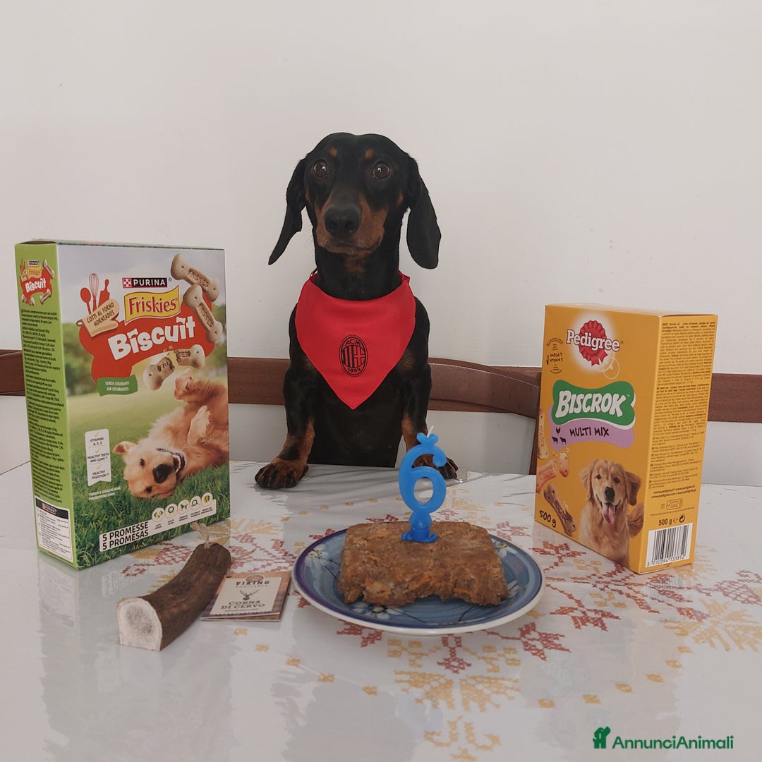 Bassotto cani in vendita: Cucciola di bassotto - Annuncio 5