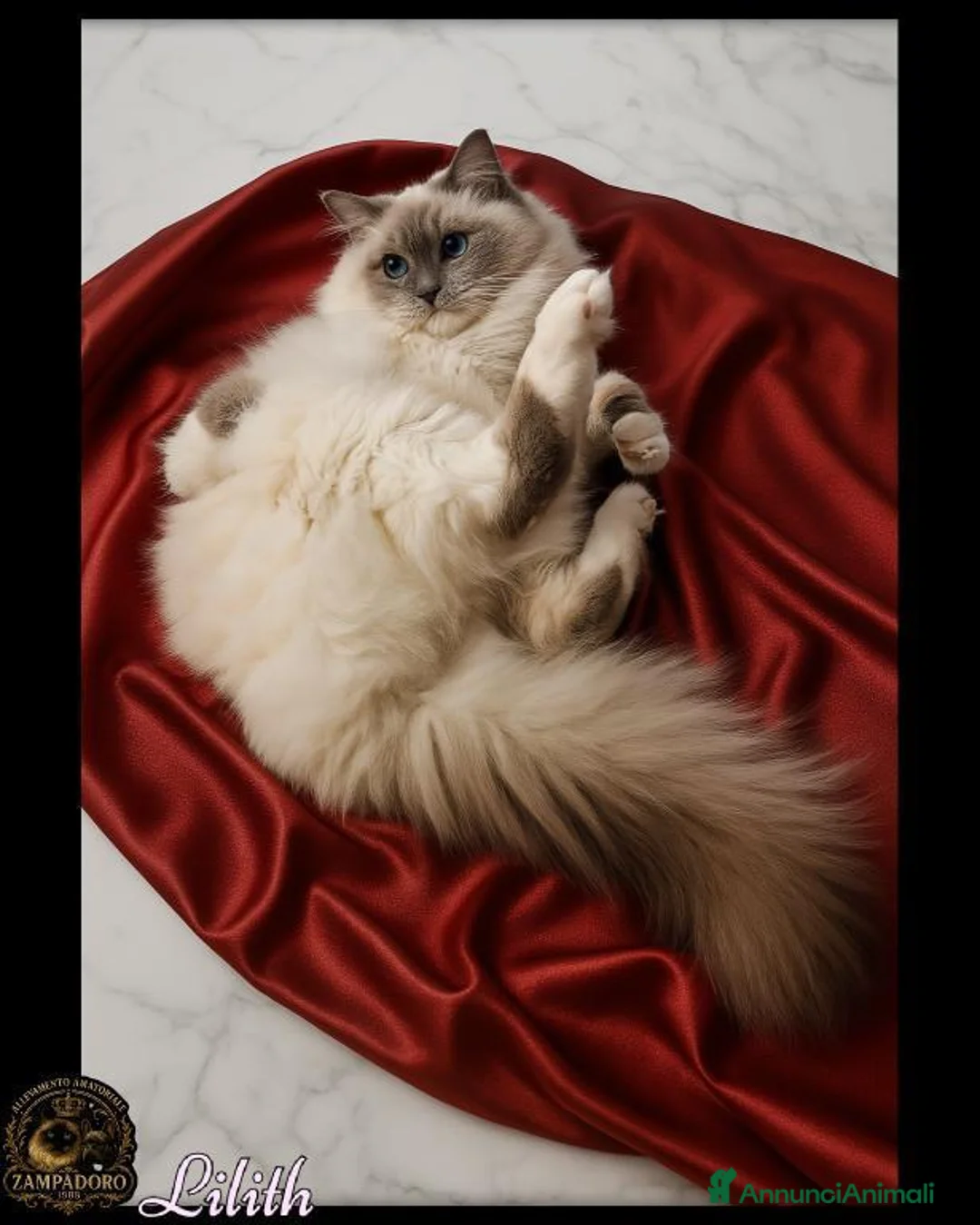 Ragdoll gatti in vendita: Ragdoll cuccioli seal/bicolor  a Città metropolitana di Milano - Annuncio 2