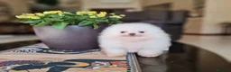 Spitz cani in vendita: Spitz tedesco NANO ( POMERANIA  ) a Provincia di Monza e della Brianza - Annuncio 11
