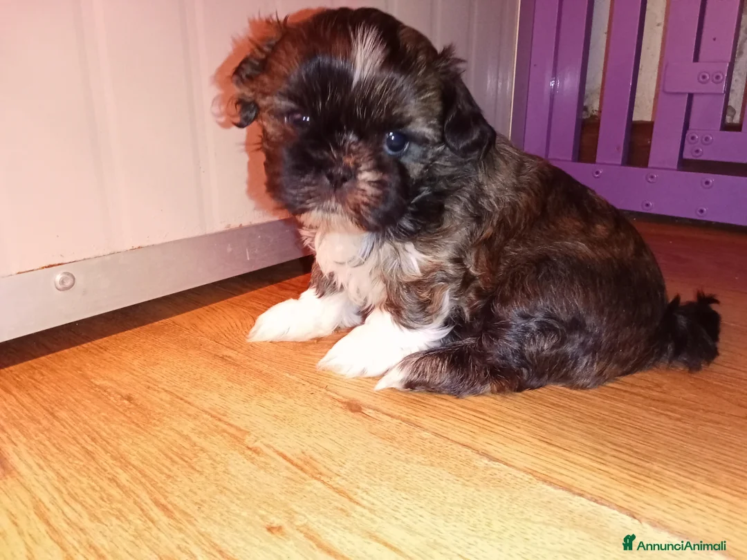 Shih Tzu cani in vendita: Splendidi cuccioli di Shitzu  - Annuncio 5