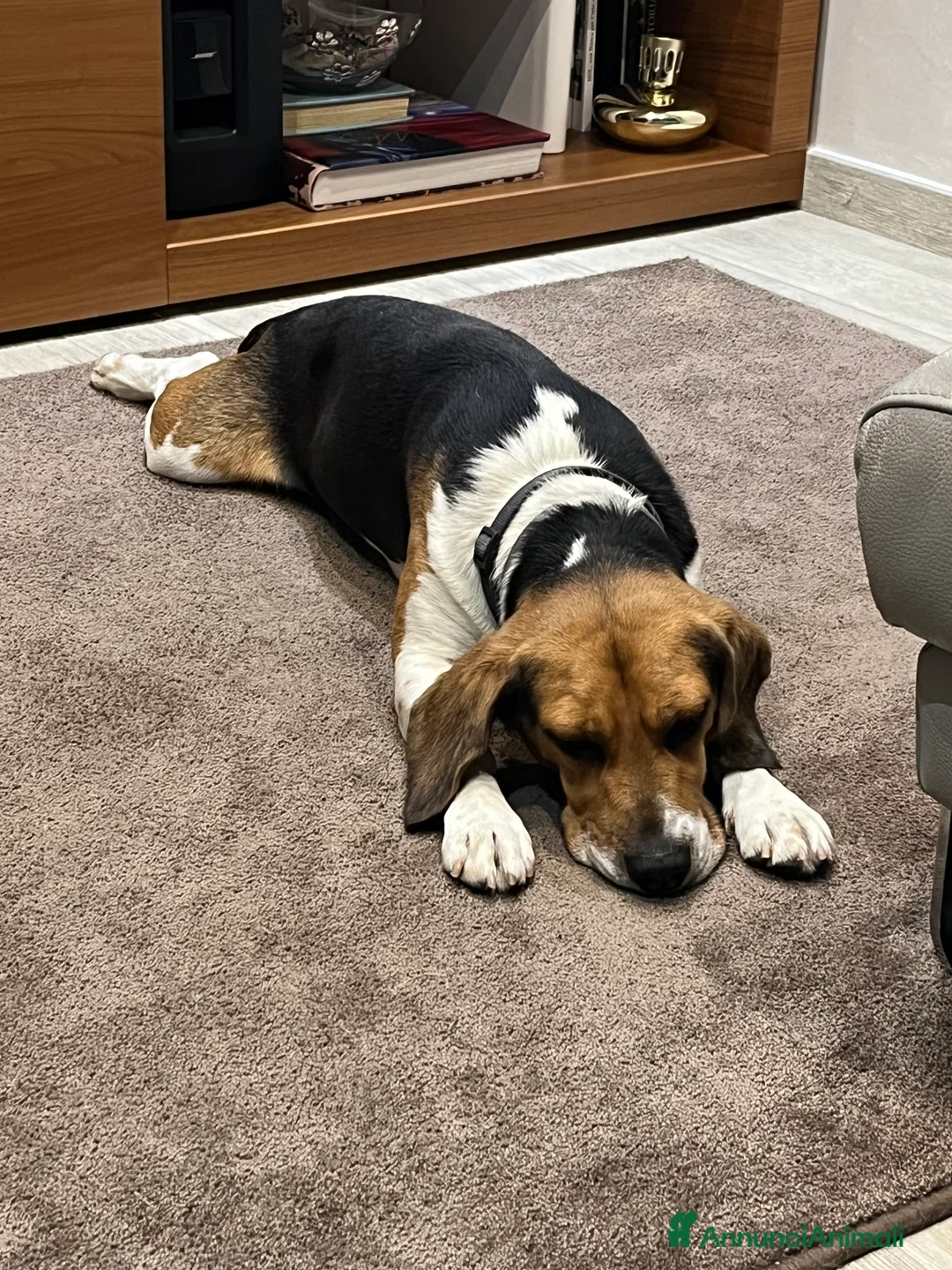 Beagle cani per accoppiamento: Cerco beagle femmina per accoppiamento  - Annuncio 4