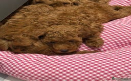 Barboncino cani in vendita: Barboncini nanetti 🐩🐩🐩 - Immagine 16