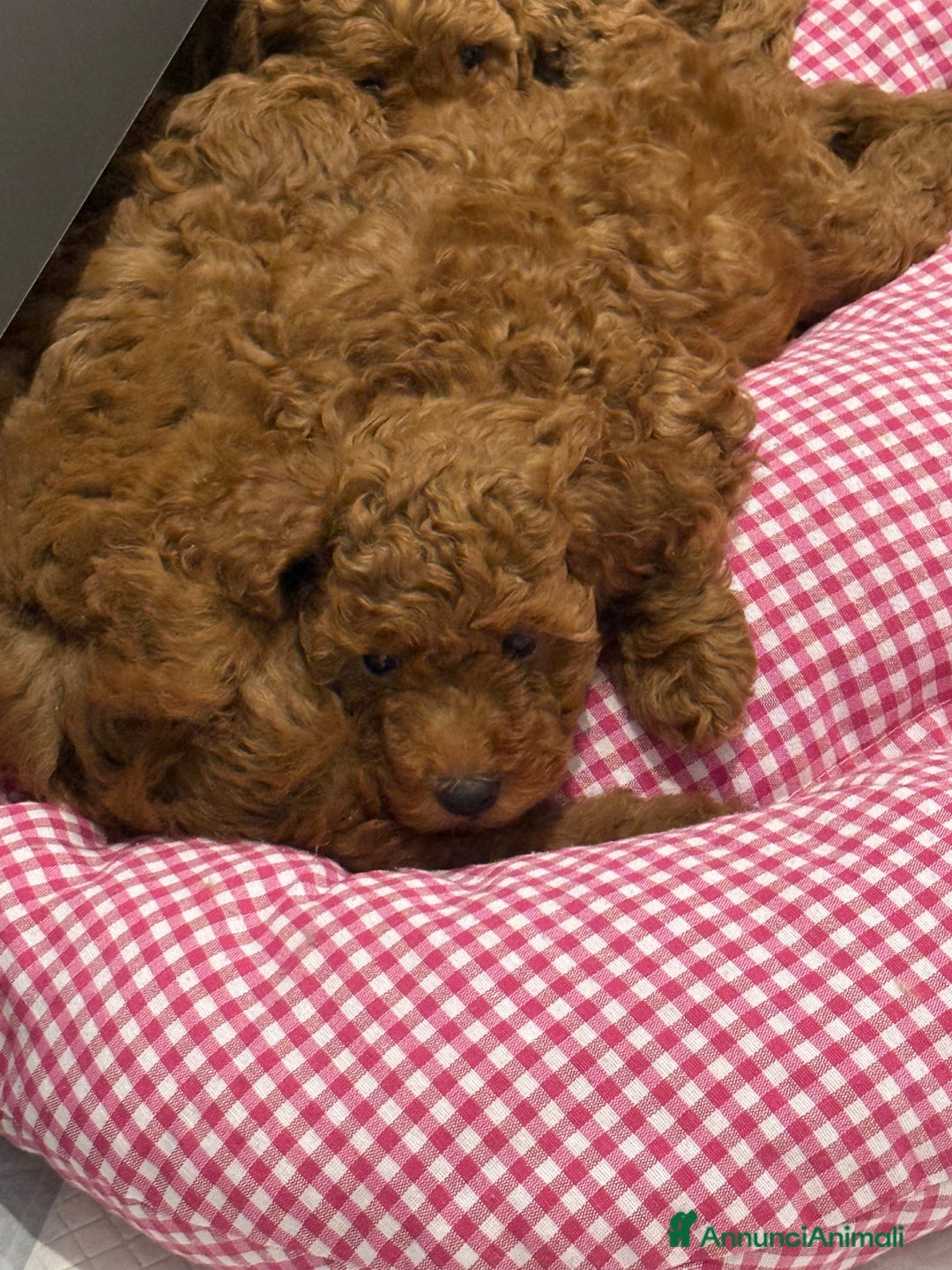 Barboncino cani in vendita: Barboncini nanetti 🐩🐩🐩 - Immagine 16