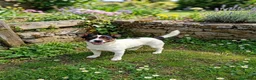 Meticcio cani in regalo: Cucciolo di taglia media piccola  - Annuncio 2