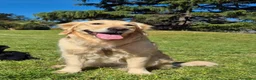 Golden Retriever cani in vendita: Cuccioli golden retriever linea inglese pedigree - Annuncio 4