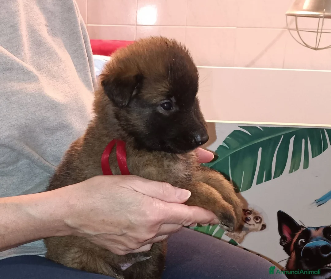 Pastore Belga cani in vendita: Cucciolo di pastore belga tervueren  - Annuncio 5