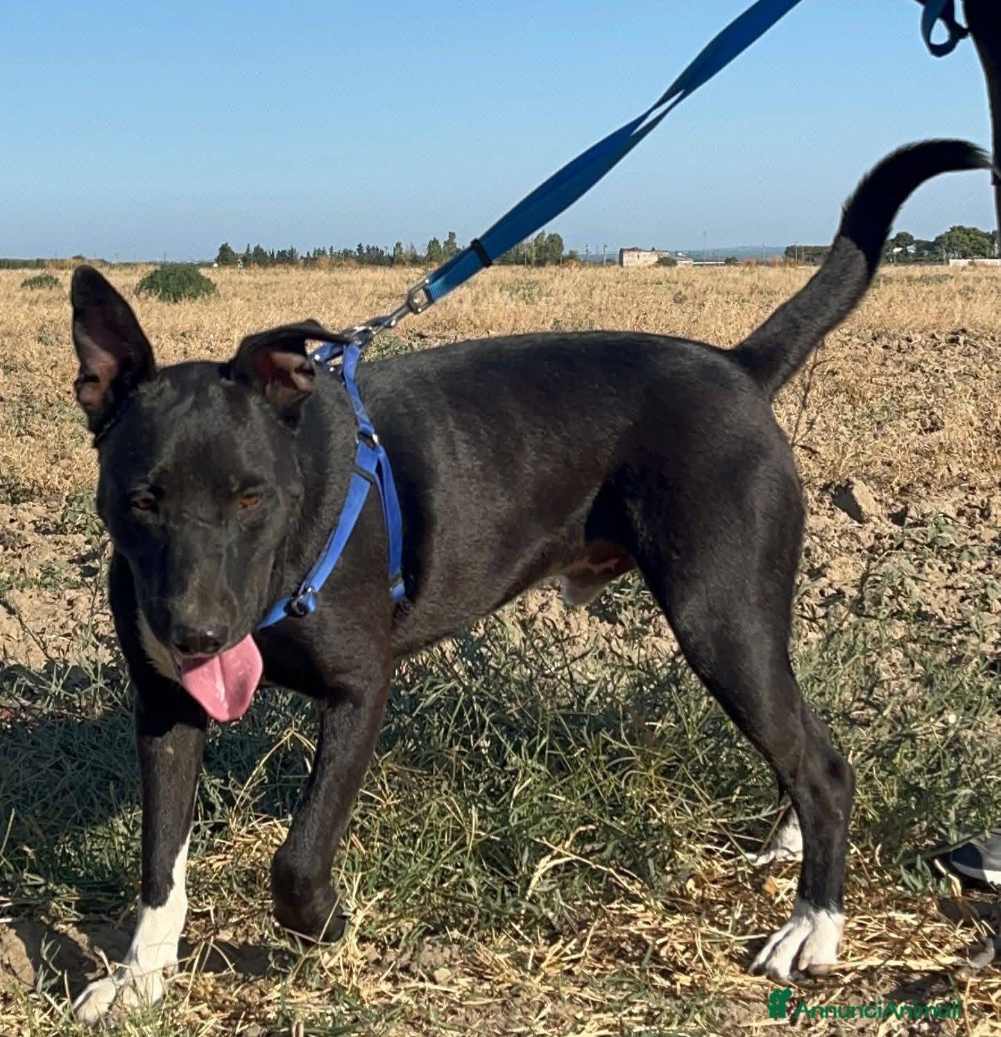 Meticcio cani Dylan - Annuncio 2