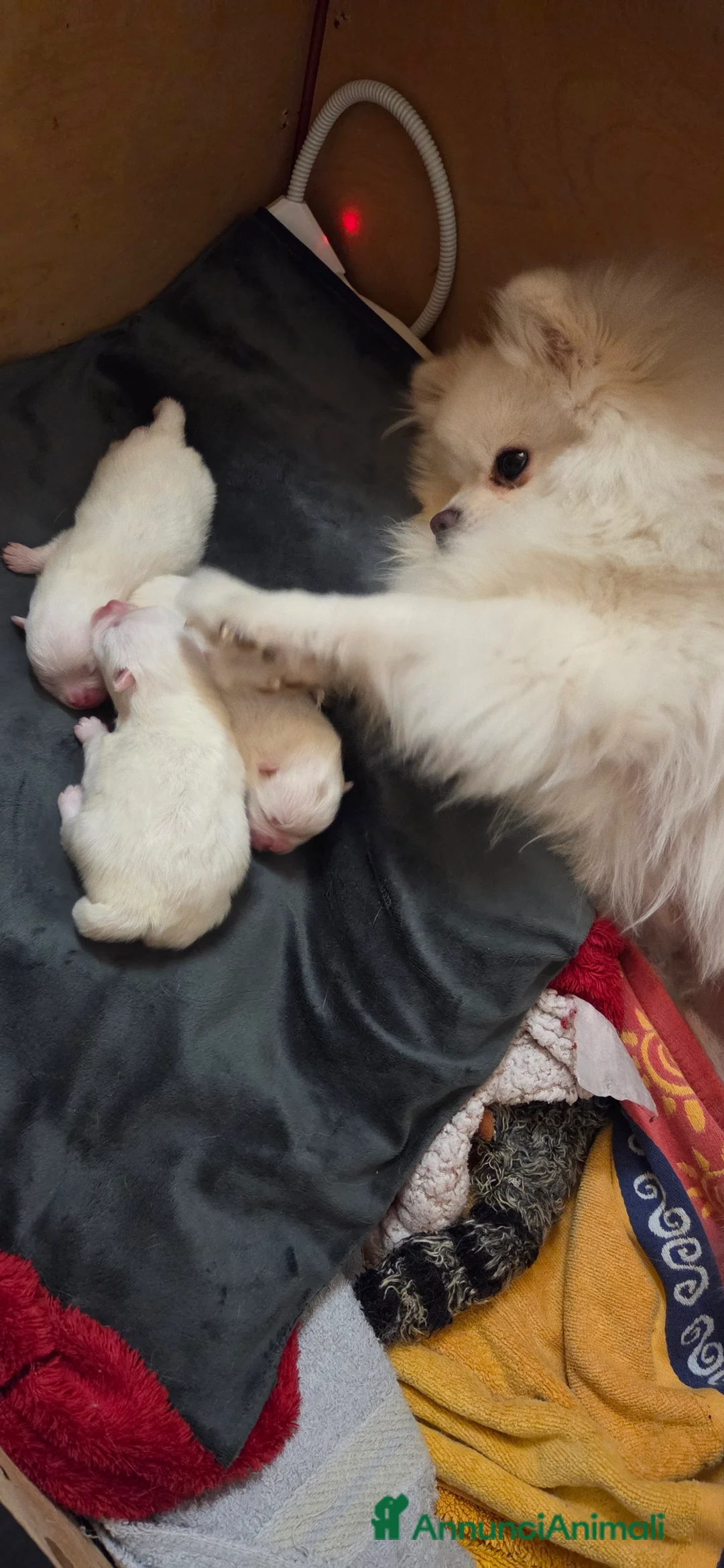 Volpino Pomerania cani in vendita: Volpini di pomerania massimo 3 kg - Annuncio 5