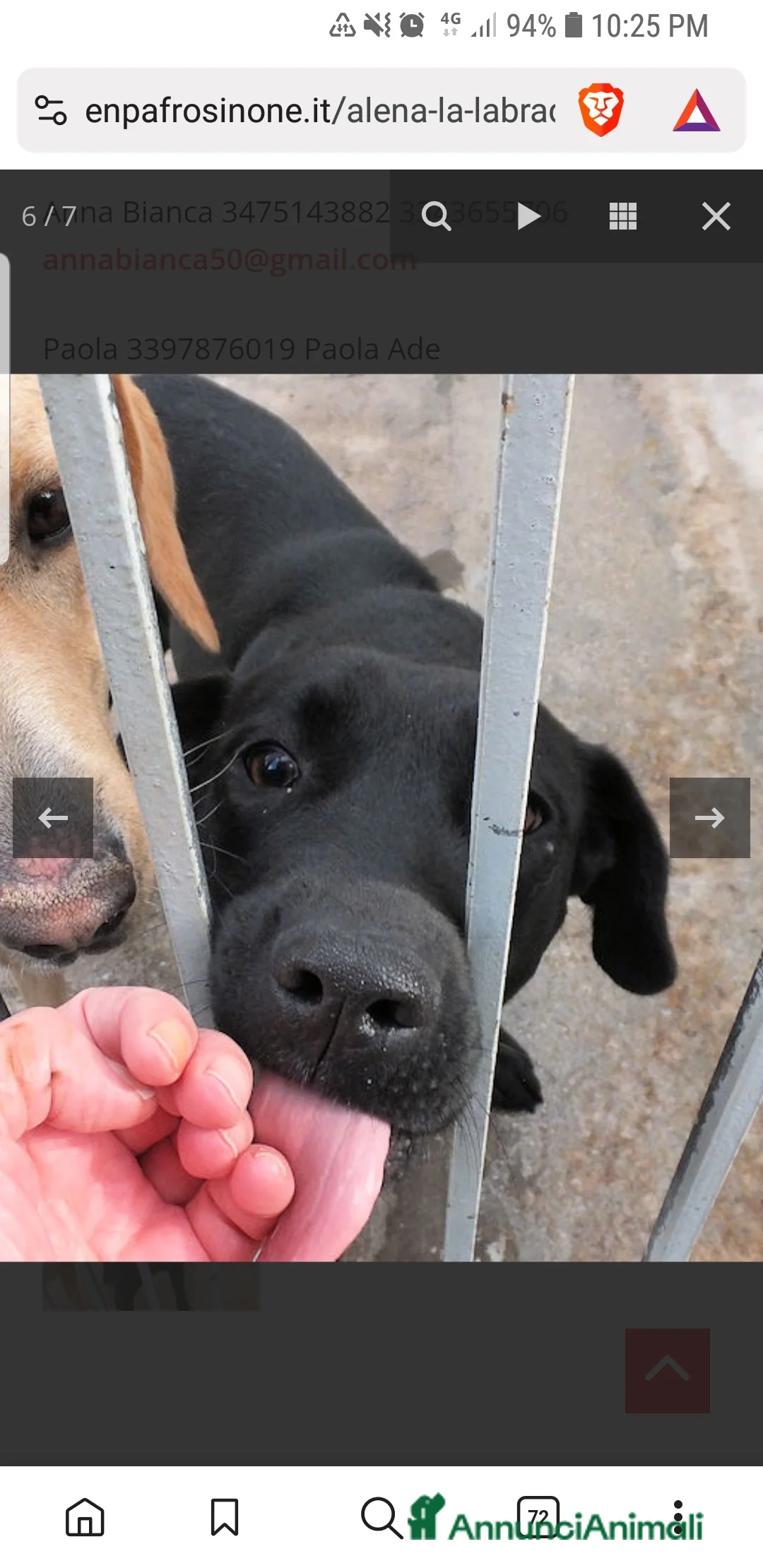 Labrador cani in regalo: ASOZ.DEL CUORE:scaricata instrada, finita incanile - Annuncio 5