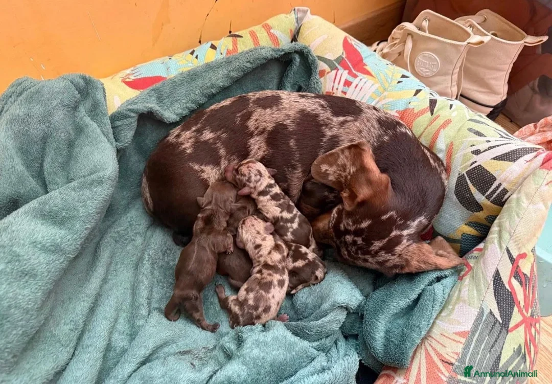 Bassotto cani in vendita: Cuccioli Bassotto  a Città metropolitana di Milano - Annuncio 1