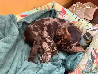 Bassotto cani Cuccioli Bassotto - Annuncio 3